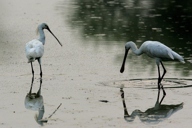 Las Marismas del Odiel (Huelva) registra unos 400 nidos de espátulas