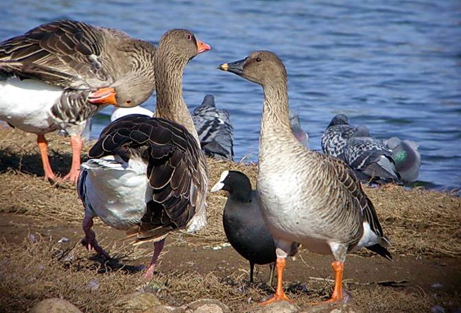Nueva lista de aves de España