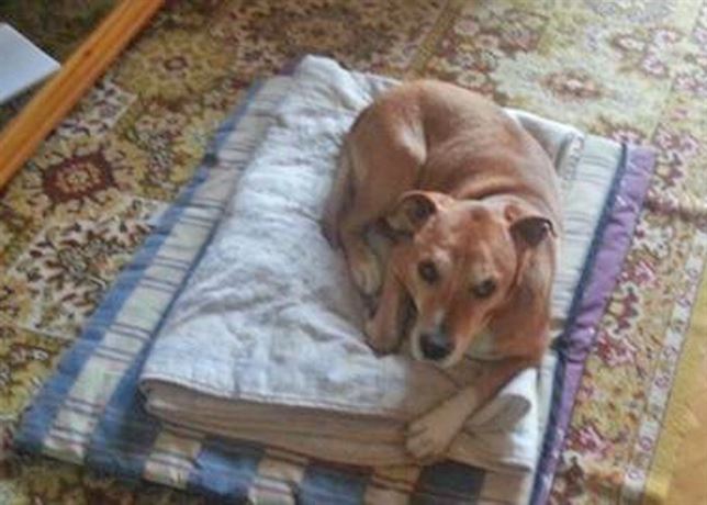 85.000 firmas para pedir la dimisión de Ana Mato por el sacrificio de Excálibur