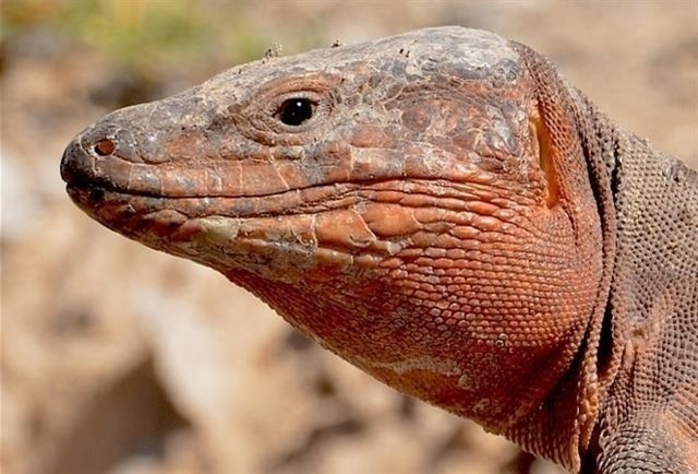 Los ecosistemas de Canarias pueden sufrir "graves consecuencias" por la extinción de los lagartos gigantes