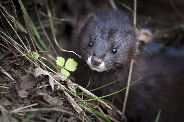 El 70% de la población de visón europeo está en Navarra