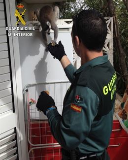 Recuperan un lémur robado de una jaula en un parque natural de Benidorm (Alicante)
