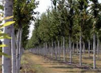 Una buena gobernanza de los bosques es clave frente al cambio climático