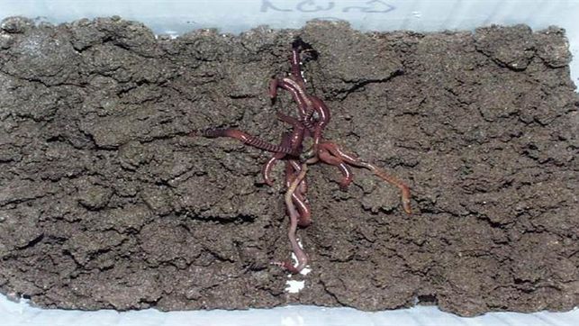 Las lombrices podrían ayudar a la descontaminación se suelos afectados por lindano