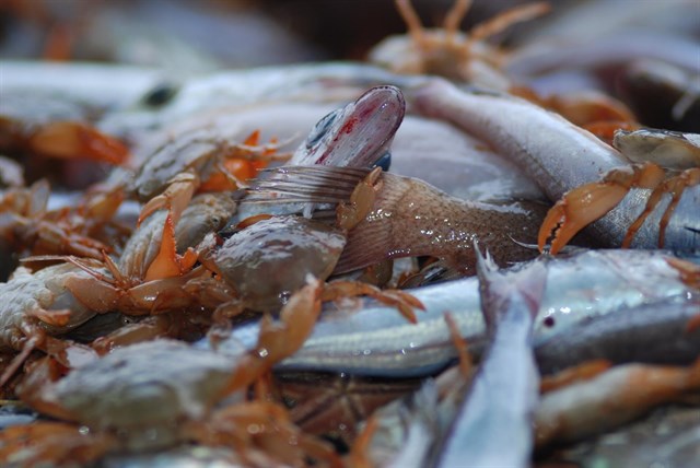 El IEO comienza una expedición por el Cantábrico-Noroeste para reducir la pesca accidental