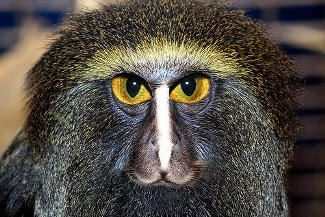 La monogamia del mono búho y la evolución del hombre