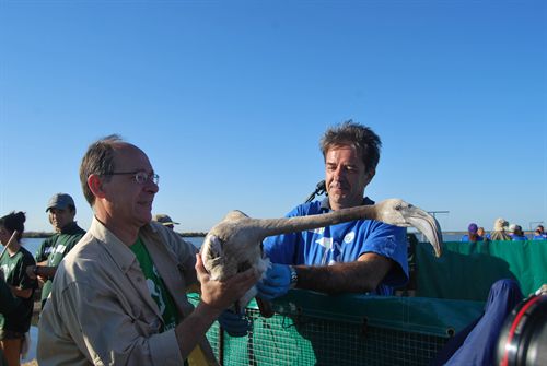 Unos 225 participantes anillan 555 flamencos en el Parque Natural Marismas del Odiel