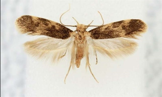 Una especie de polilla del hemisferio sur ahora reside en Portugal