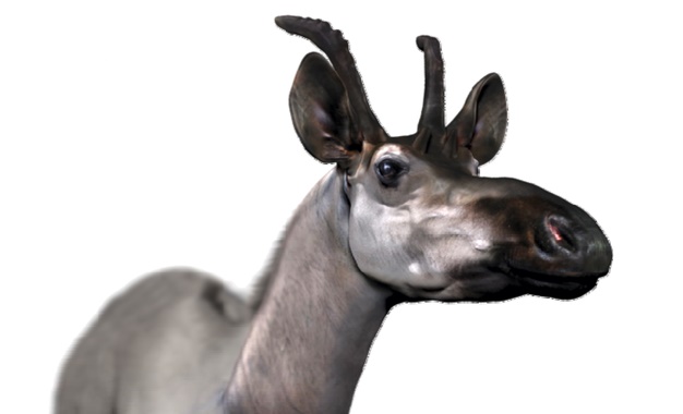 Qué sabes de las jirafas gigantes