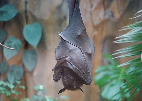 Mejora y conservación del habitat del murciélago