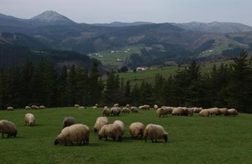 Los productos de la oveja son mejores en la época de pastoreo