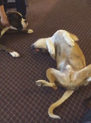 Los perros también lloran (Ver VIDEO)