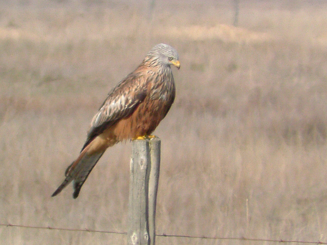 Más de un centenar de milanos reales se alimentan en el vertedero de Colmenar Viejo