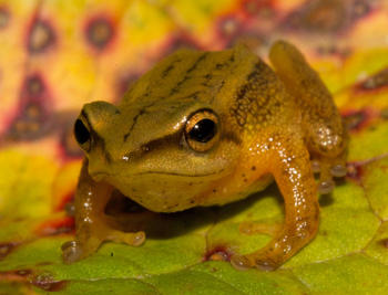 Acercamiento a la conservación de la biodiversidad en la península ibérica