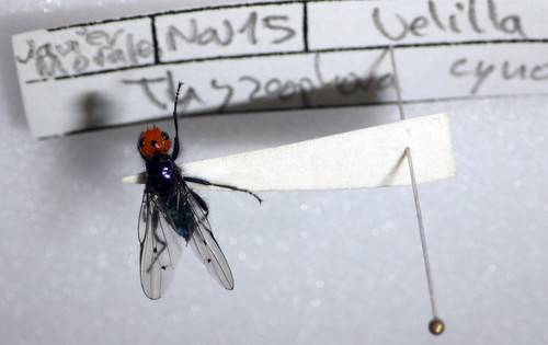 Una mosca reaparece después de 150 años