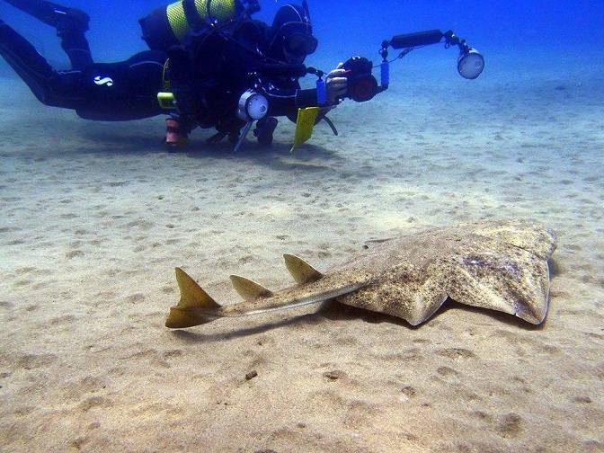 La propuesta de ATIRACAN de incluir el angelote en El Catálogo Canario de Especies protegidas llega a México