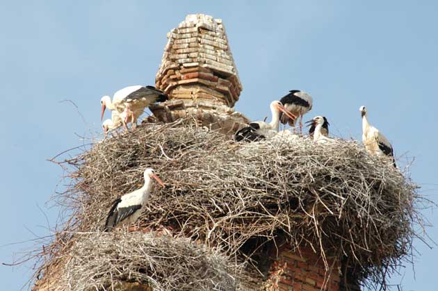 Crece la población invernante de las cigüeñas en España
