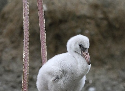 Cuatro flamencos recién nacidos chilenos en el Oceanogràfic de Valencia