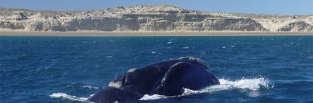 Ballenas Franca Austral En la Mira de la Conservación Internacional