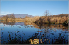 Restaurador de ecosistemas