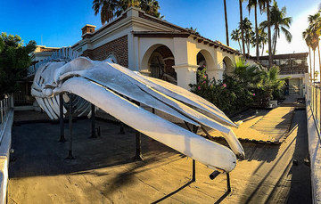 Museo de la Ballena