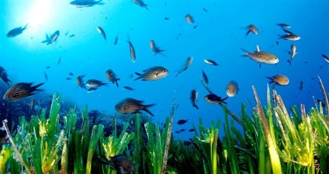 Quieres apadrinar metros cuadrados de posidonia en Formentera