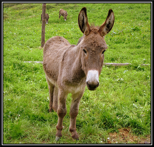 El Refugio del Burrito pide a la Junta que prohiba el uso del burro en el Peropalo de Villanueva de la Vera (Cáceres)