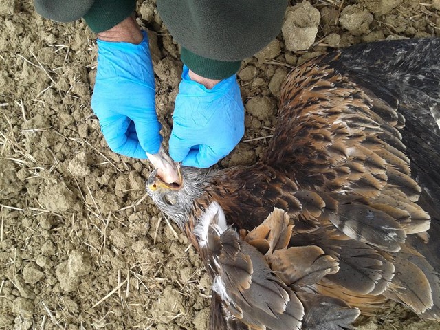 Envenenamiento de animales en los montes de Gallipienzo