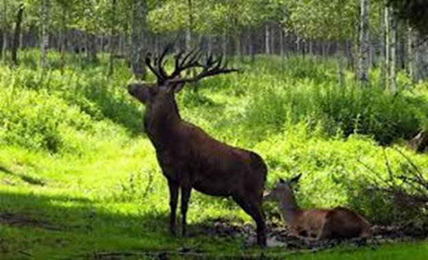 Quieres ser un profesional de la gestión de la fauna y espacios naturales