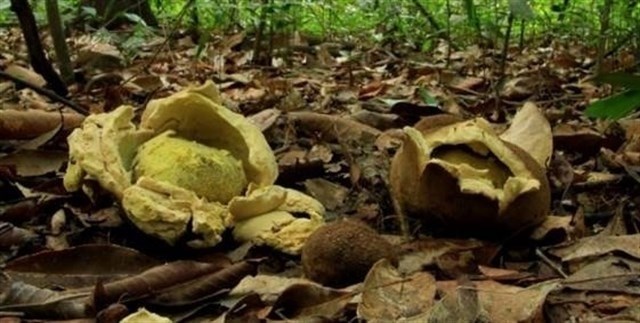 3 nuevas especies de hongos en el Amazonas de Brasil