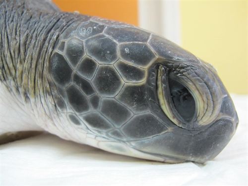 Liberada por primera vez en Murcia un ejemplar de tortuga verde tras ser curada en el Centro de Recuperación El Valle