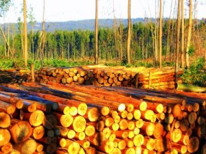 Certificación forestal