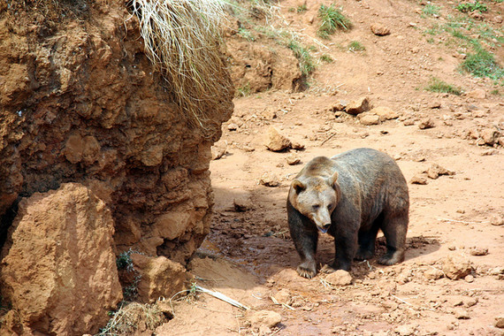 El ecoturismo ‘un mal asunto’ para los osos