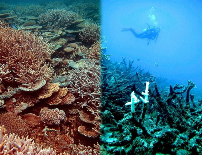 Los arrecifes de coral afrontan su desaparición para mitad de siglo