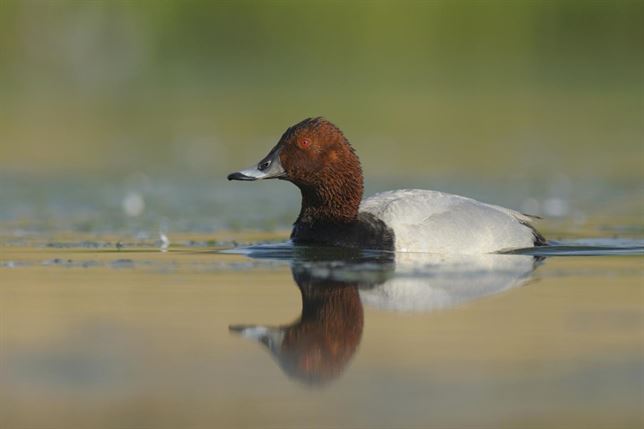 Las gaviotas ‘espían’ a los patos para alimentarse