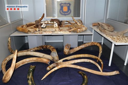 El exdirector del Museo del Mamut de Barcelona