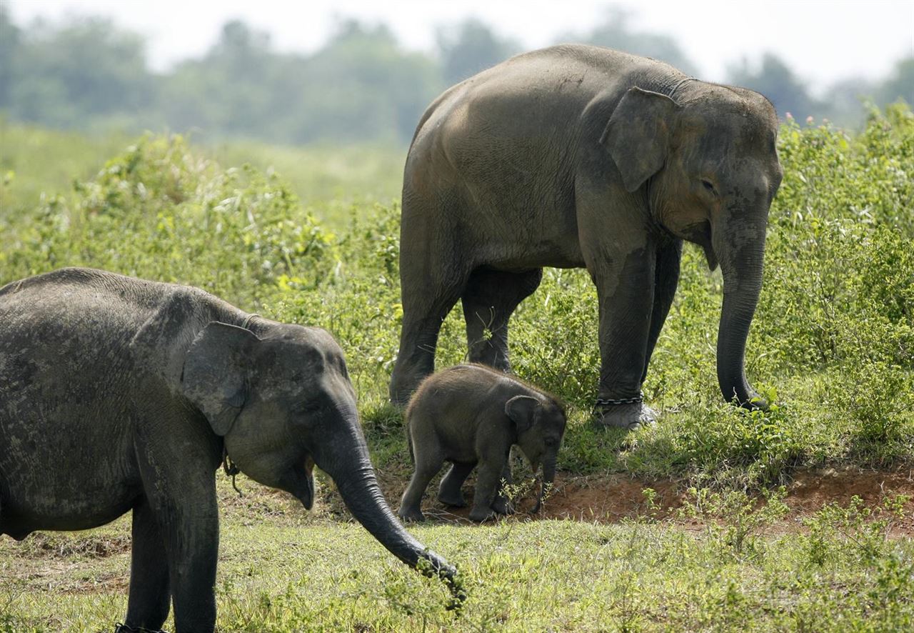 Conoces la ‘autentica’ ruta de los elefantes