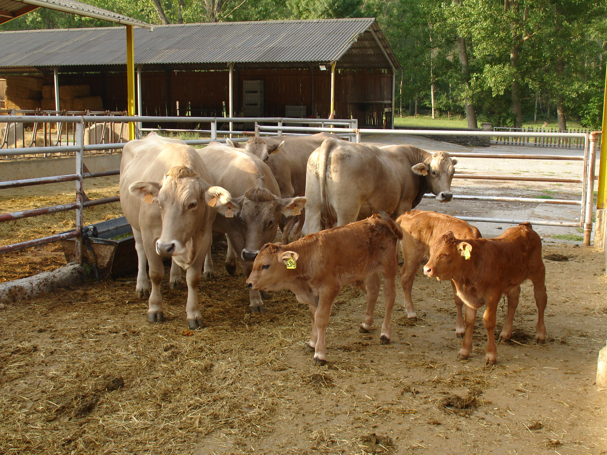 Una raza autóctona de ganado bovino en peligro de extinción recupera su población