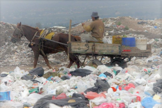 Argentina. Roban caballos para hacerlos trabajar