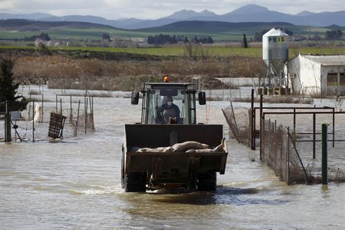 Retiran los animales en las zona afectadas por la riada