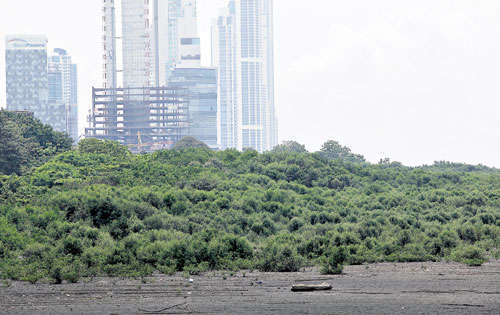 Suspenden relleno de manglares