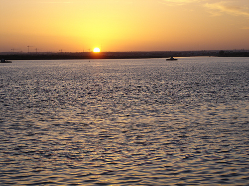 Ballena muerta en la ría de Huelva