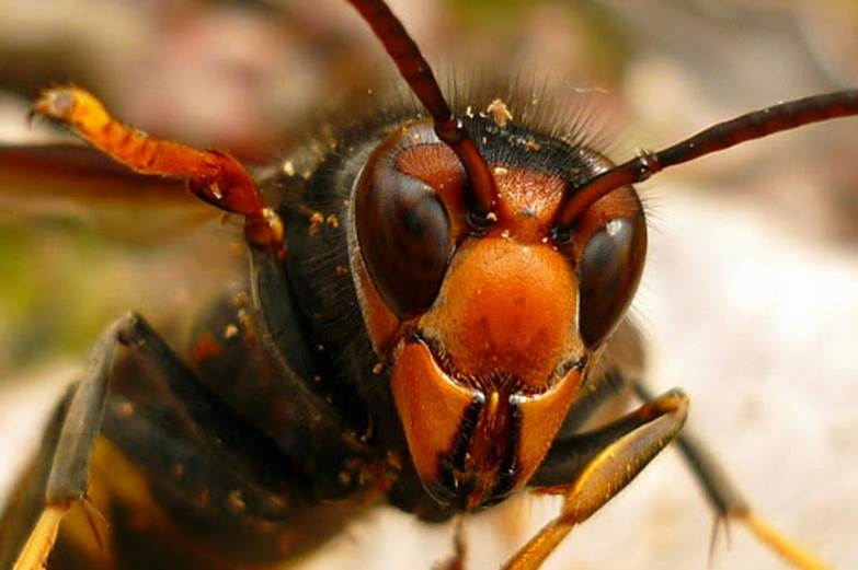 Europa contra las especies invasoras