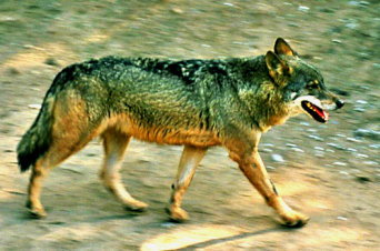 Portabella (ERC) critica que las lobas escaparon porque el Zoo no está preparado para atenderlas