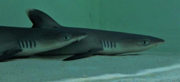 Nacen dos tiburones de puntas blancas en el acuario de la Universidad de Murcia