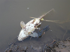 El vertido incontrolado en el polígono Orkoien-Arazuri es la principal hipótesis de la mortandad de peces en el Arga