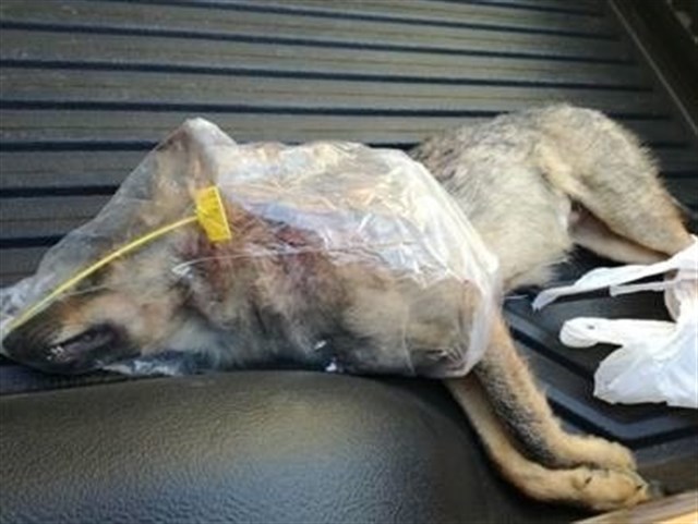 Denuncian la muerte de un lobezno en una cacería en Tierra de Campos