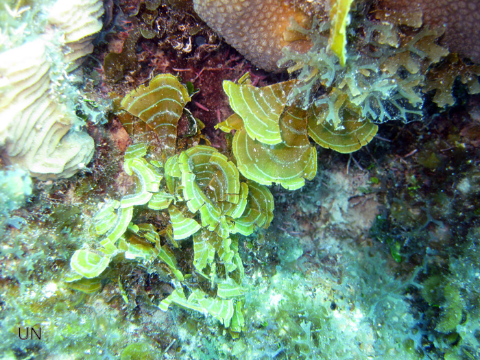 Censo de algas marinas arroja 85 nuevos registros en San Andrés
