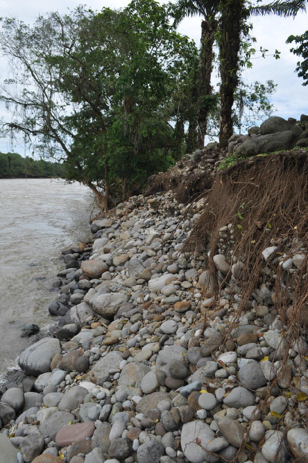 120 hectáreas reforestadas