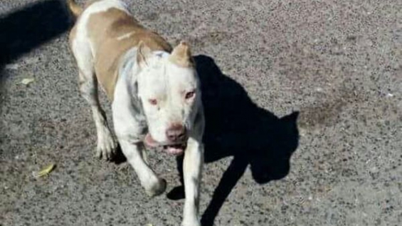 México. Este es el cruel destino de los perros robados en Ciudad de México